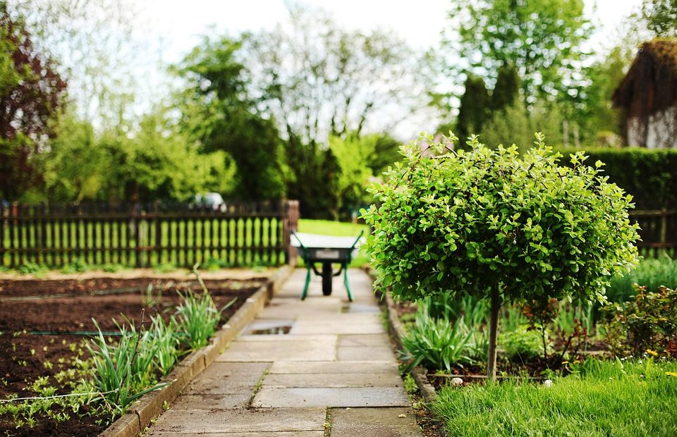 Le piléa : star des jardins