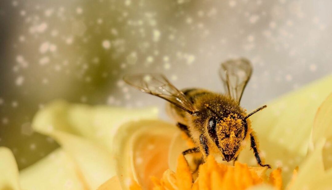 La gelée royale, un incontournable pour se soigner naturellement