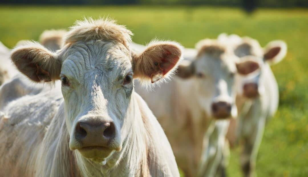 Garantissez la santé de votre élevage tout en engraissant vos vaches