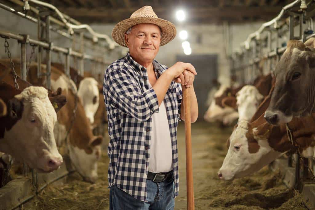 élevage bovins vaches alimentation coût