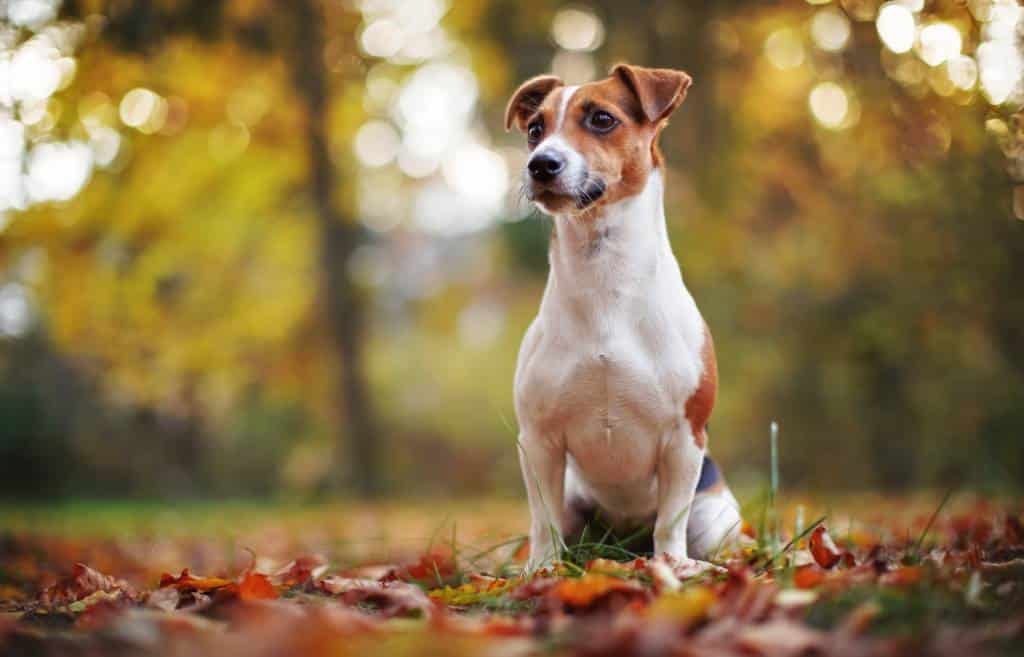 le Jack Russell