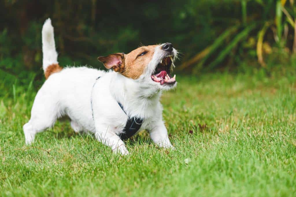 éduquer votre Jack Russell